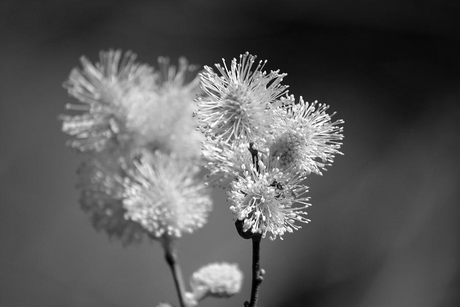 Pussy Willow Photograph - Burst by Lisa Kane Pussy Willow Photograph - Burst by Lisa Kane