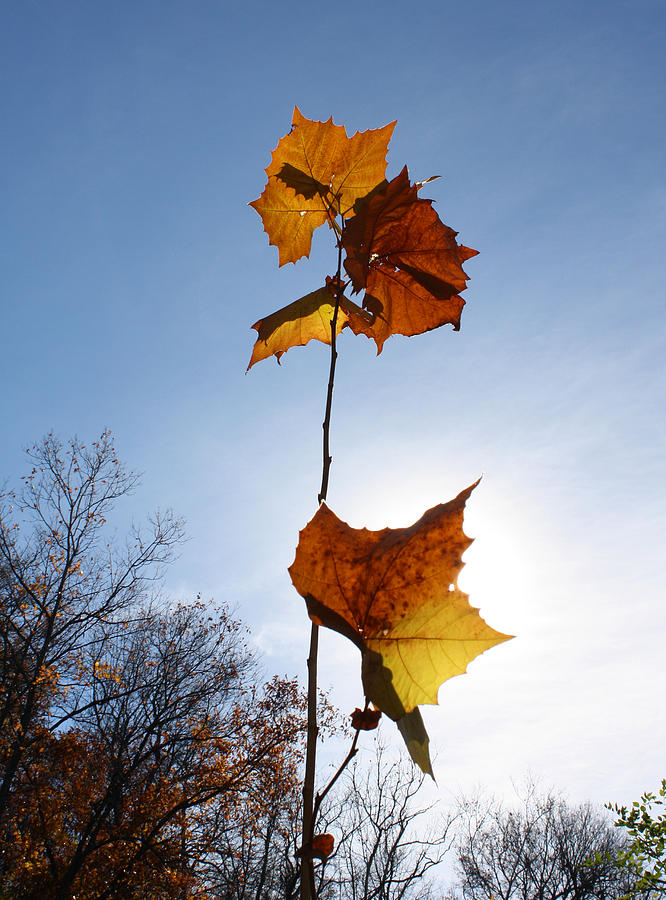 Burst of Autumn Photograph by Ellen Tully