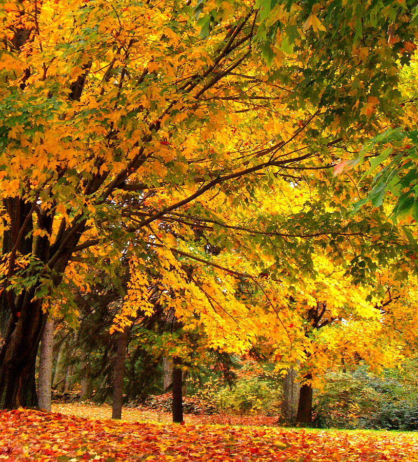 Burst Of Gold Photograph by Cynthia Merino - Fine Art America