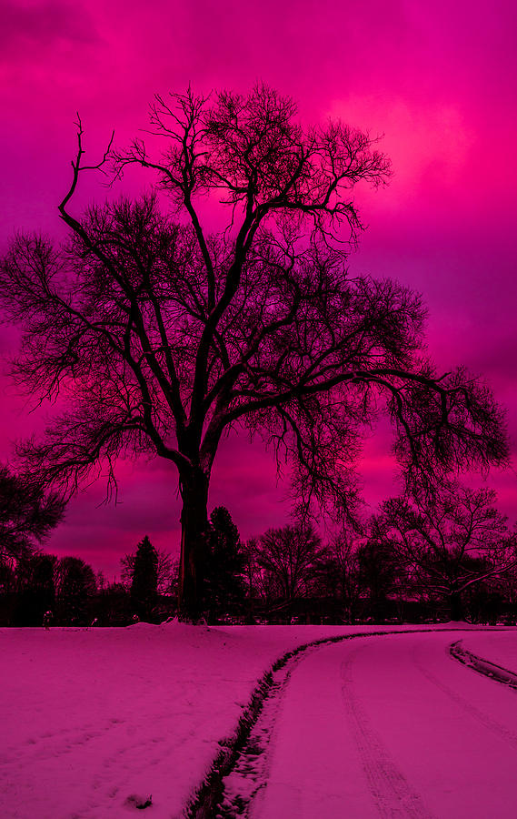 Landscape Photograph - Burst Of Pink Sunset  by Kathy Liebrum Bailey