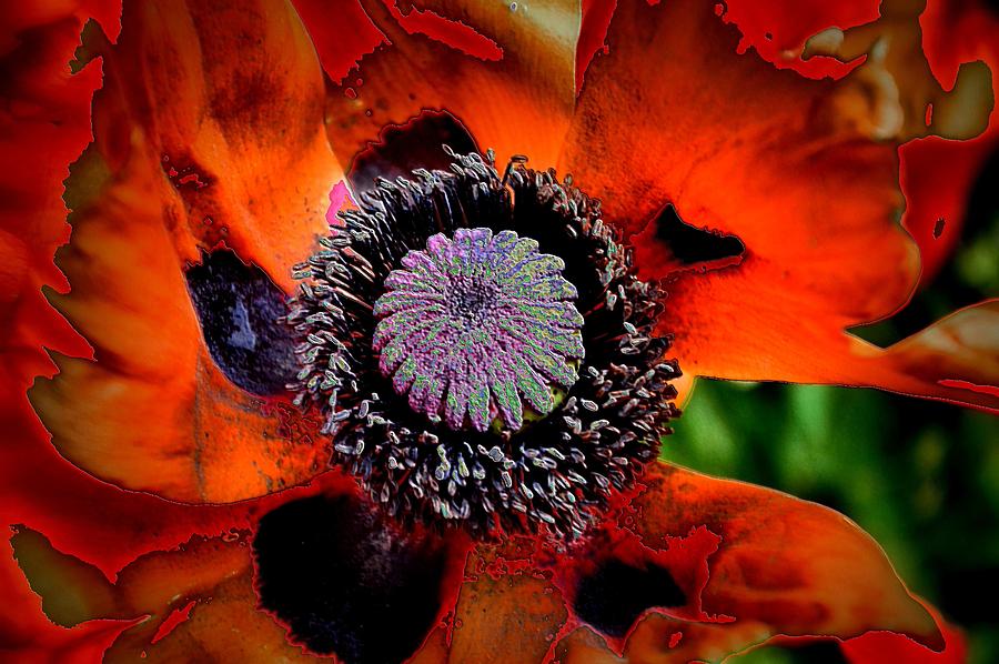 Burst of Red Photograph by Jacqui Binford-Bell