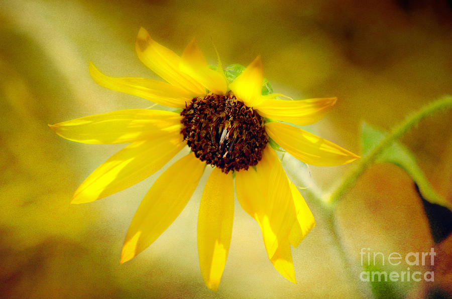 Burst of Sun Shine Wildflower Photograph by Peggy Franz
