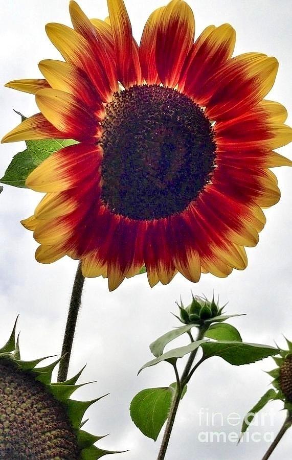 Burst Of Sunflower Photograph by Susan Garren