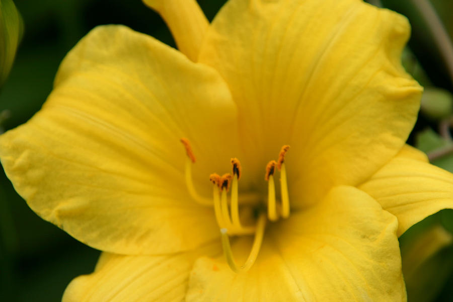 Flower Photograph - Burst of Yellow by Denyse Duhaime