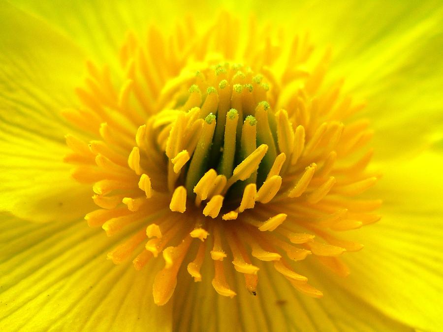 Burst of yellow by Nigel Cameron Burst of yellow by Nigel Cameron