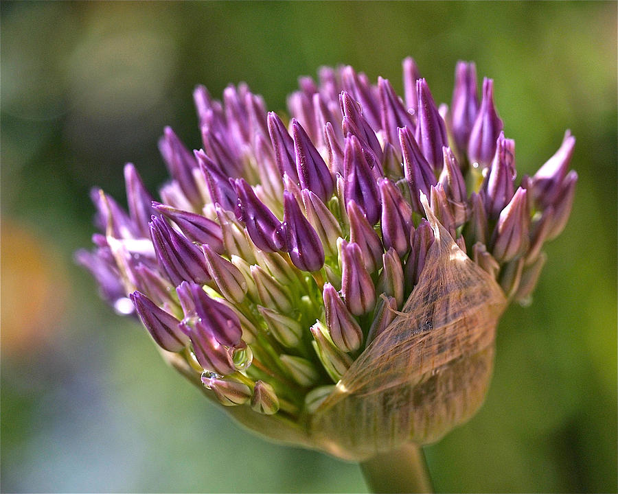 Bursting Allium Purple Sensation Photograph by Rona Black