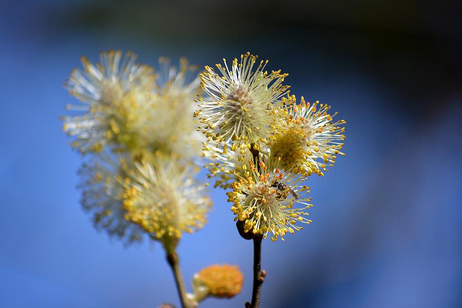 Pussy Willow Photograph - Bursting by Lisa Kane