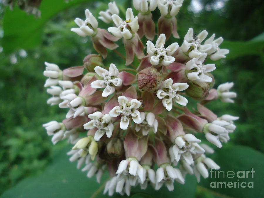 Bursting Milkweed Photograph By Paula Talbert Fine Art America