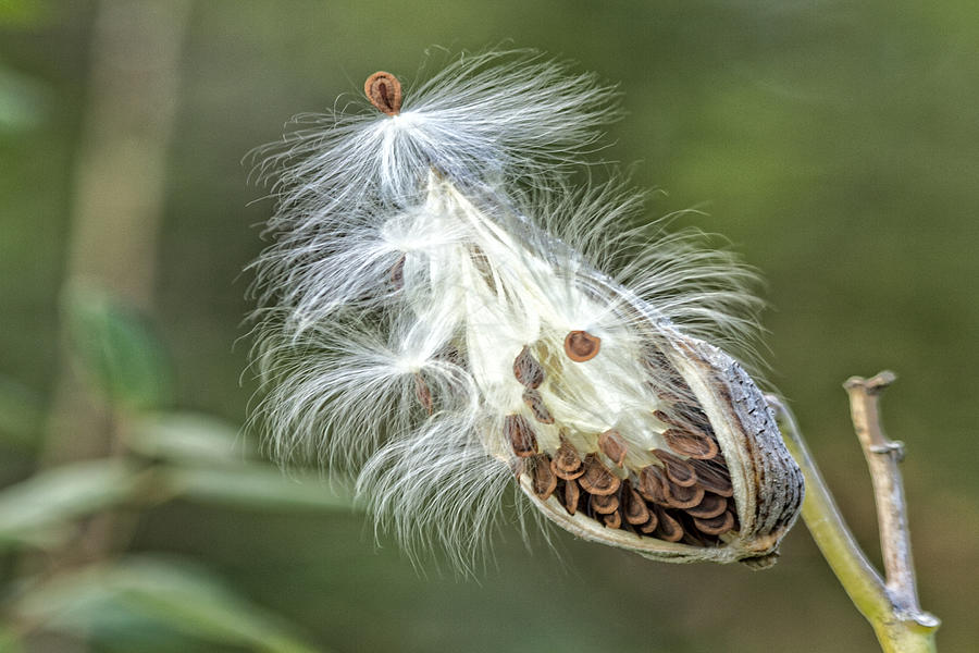 Bursting Milkweed Seed Pod Photograph by Constantine Gregory - Pixels