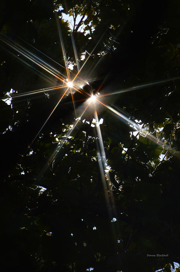 Bursting Through Trees Photograph by Donna Blackhall