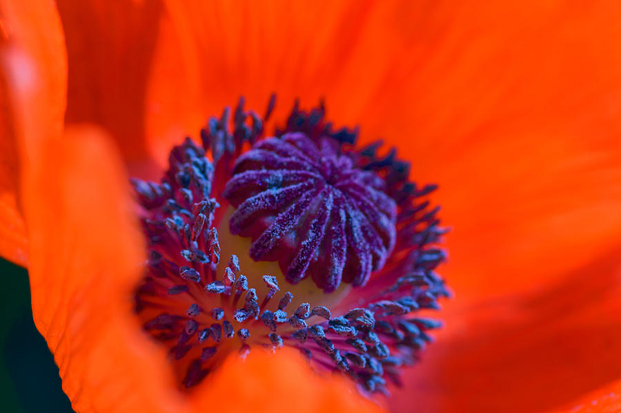 Poppy Photograph - Bursting with Colour by Garvin Hunter