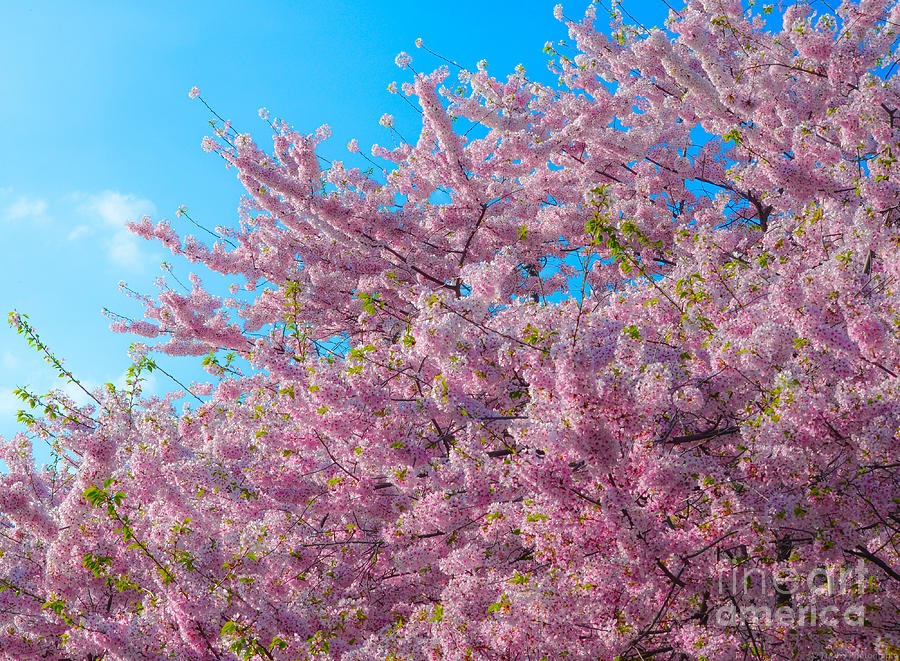 Bursting with Blossoms with a Hint of Green Photograph by Jeff at JSJ Photography