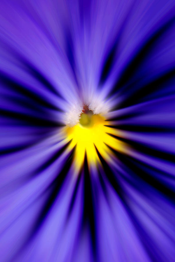 Bursting with Blue Pansy Photograph by Kelly Nowak