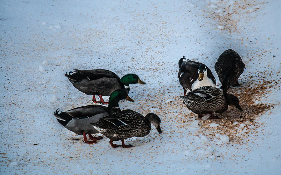 ducks beaton ducks beaton