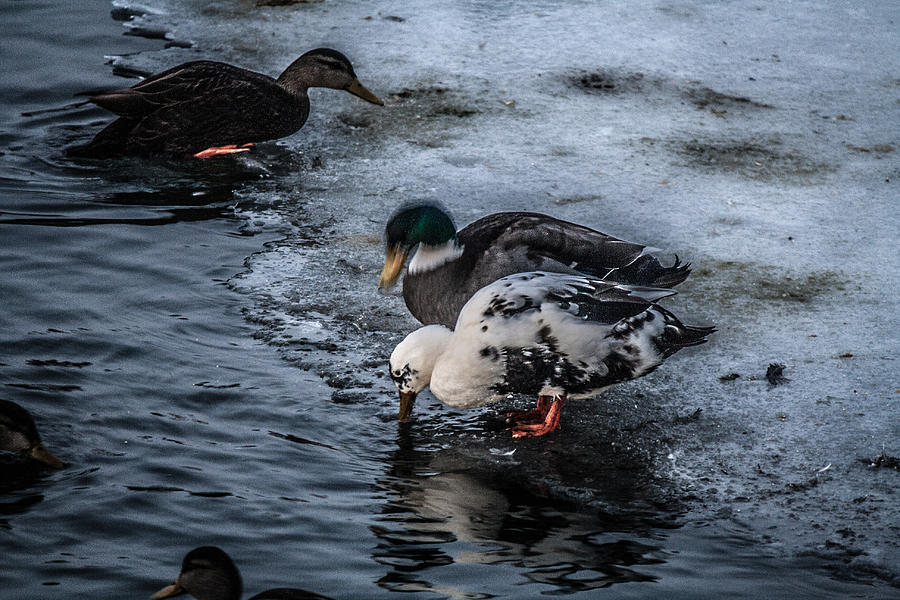beaton ducks beaton ducks