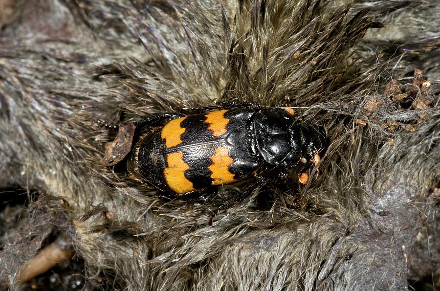 Burying Beetle On A Dead Mole Photograph by Bob Gibbons