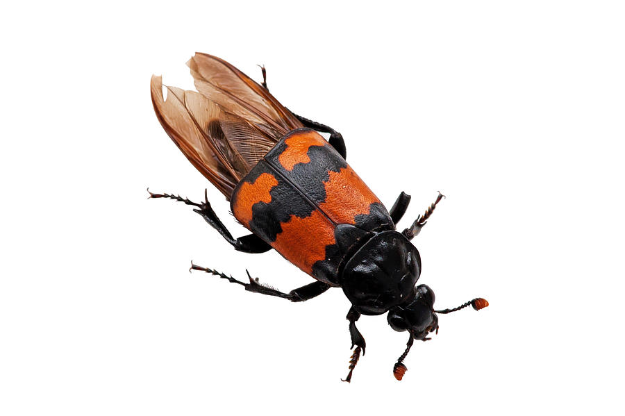 Burying Beetle  Photograph by Torbjorn Swenelius