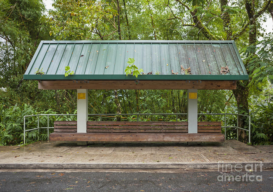 Bus Stop Bench In The Rainforest  Photograph by Bryan Mullennix