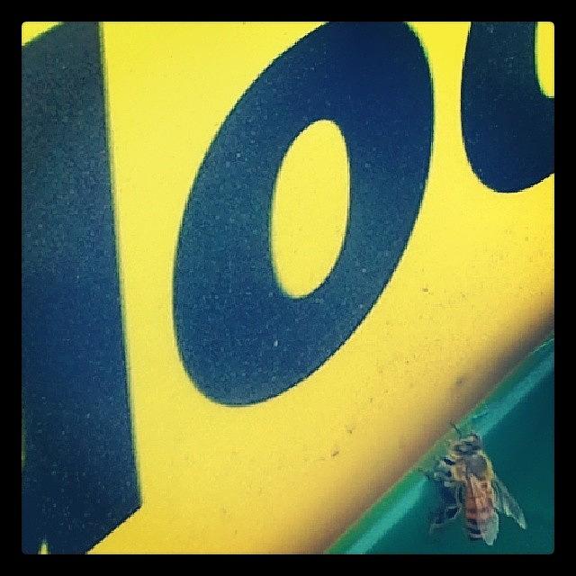 Honeybee Photograph - Bus Stop Buddy. 
#honeybee #yellow #bee by Melissa Eve
