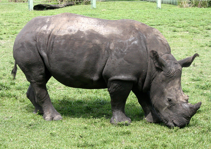 Busch Rhino Photograph by David Nicholls
