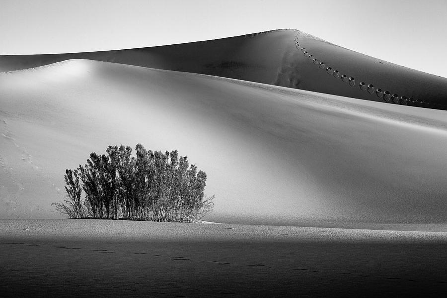 Bush and Dunes Photograph by Dominique Dubied