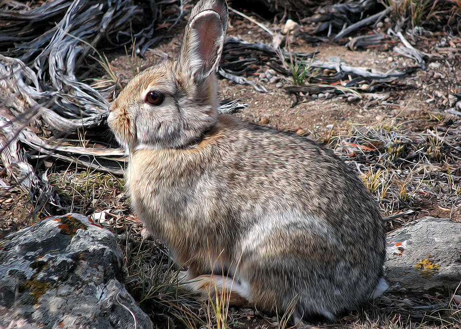 Bush Bunny Photograph by Kathleen Bishop