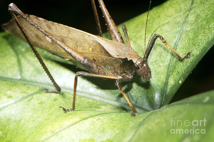 Cricket Photograph - Bush Cricket, Borneo by Louise Murray