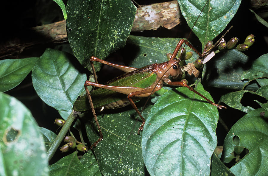 Bush Cricket Photograph by Dr Morley Read/science Photo Library