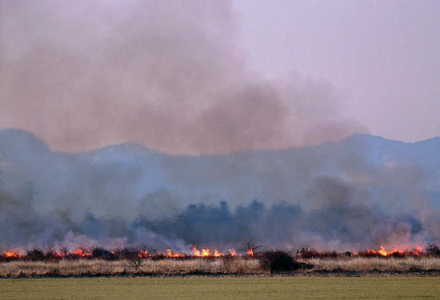 Bush Fire Photograph - Bush Fire In British Columbia by David Nunuk/science Photo Library