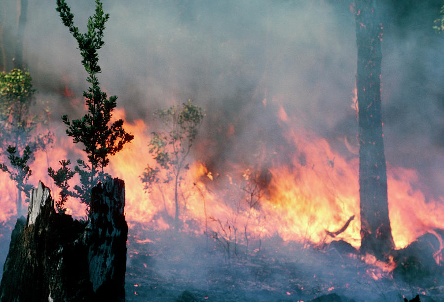 Bush Fire Photograph by Irene Windridge/science Photo Library