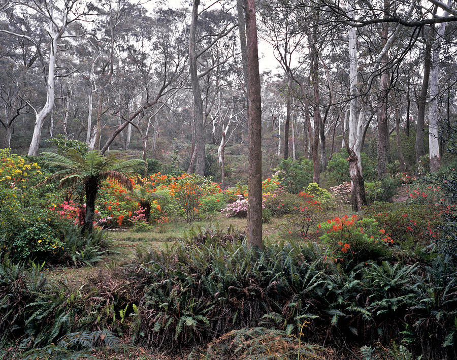 Bush Garden, Australia Photograph by Phillip Hayson