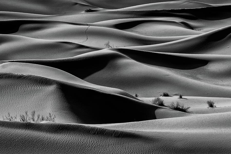 Black And White Photograph - Bush II by Mohammad Shefaa
