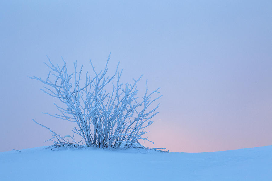 Bush In Snow In Morning Vosges France Photograph by Heike Odermatt