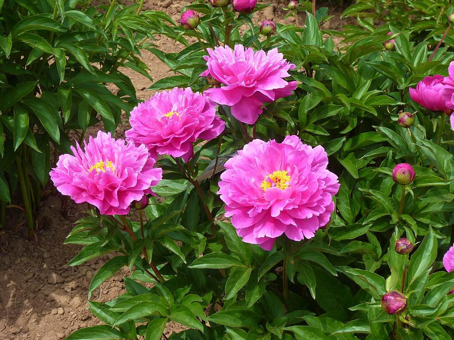 Bush of Pink Peonies Photograph by Jeanette Oberholtzer