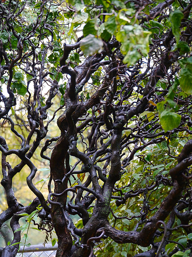 Tree Photograph - Bush by Pamela Guajardo-Lagos