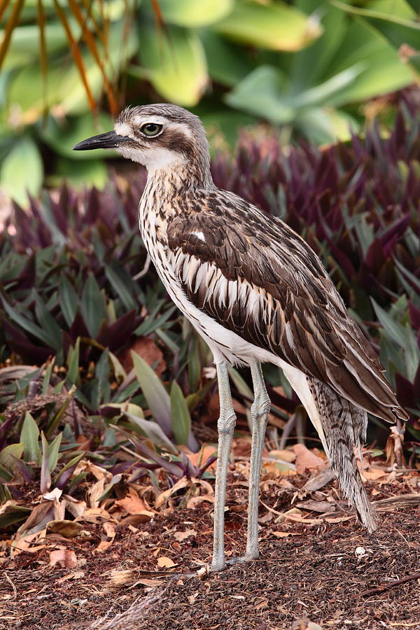 Bush Stone-curlew Photograph by Bruce J Robinson