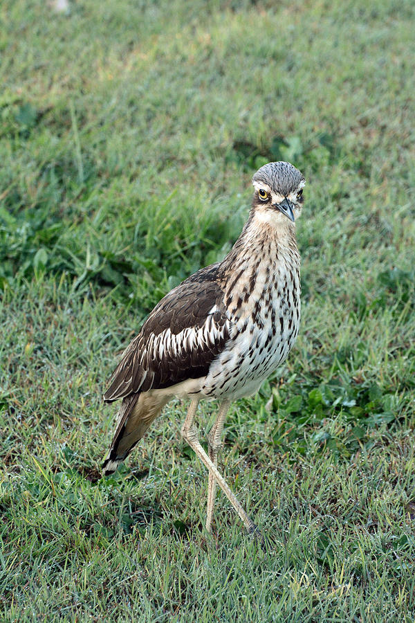 Bush Stone Curlew Photograph by Newman & Flowers