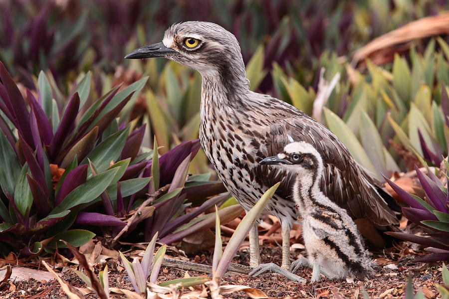 Bush Stone-curlew with Chick Photograph by Bruce J Robinson