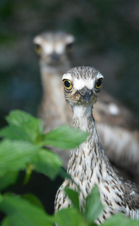 Bush Stone-curlews Photograph by David Clode