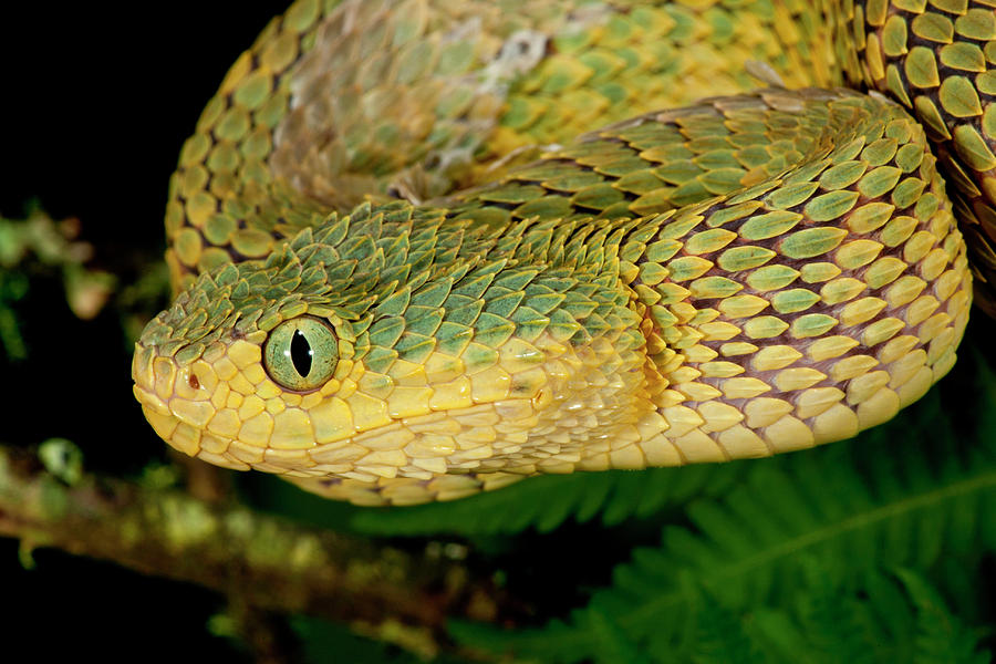 Proven red boy I don't photograph much. #atherissquamigera #atheris # squamigera #variablebushviper #bushviper #viper #vipers…