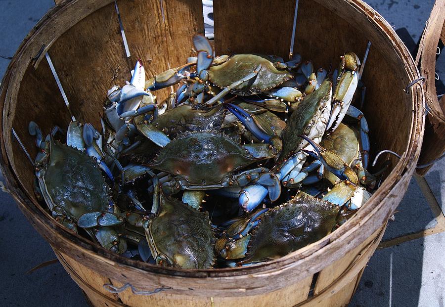 Bushel Basket of Blue Crabs by Paulette Thomas