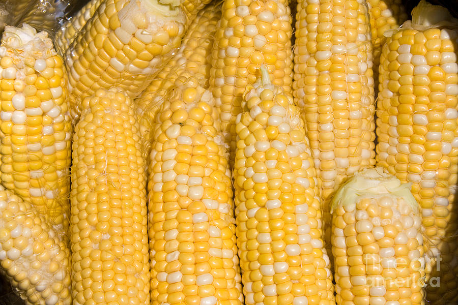 Bushel of Pealed Corn  Photograph by James BO Insogna