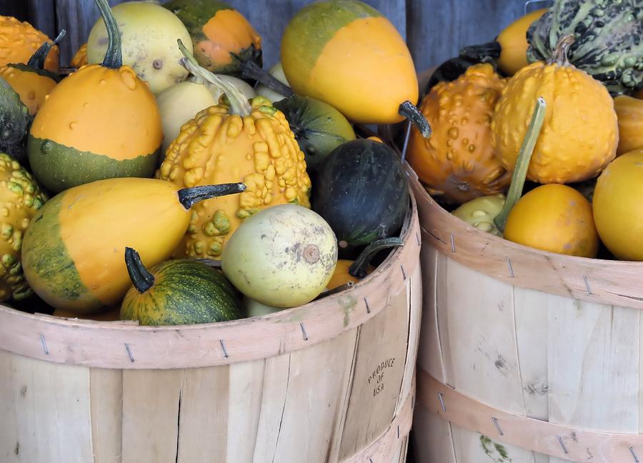 Bushels of Gourds Photograph by Janice Drew