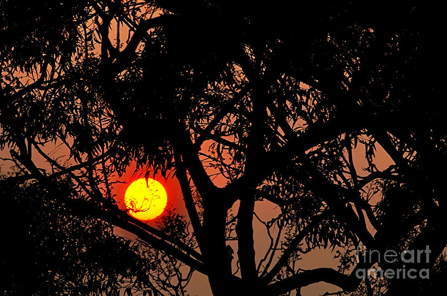 Tree Photograph - Bushfire Sunset by Kaye Menner