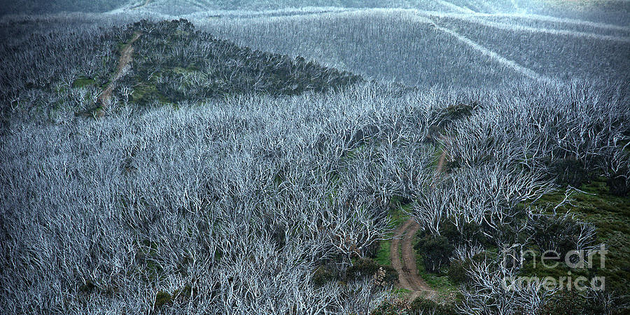 Bushfires along Blue Rag Firetrail in the Victorian High Country Photograph by Peter Kneen