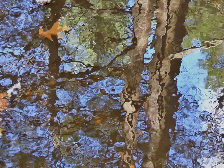 Tree Photograph -  Reflection in Bushkill falls  by Nili Tochner