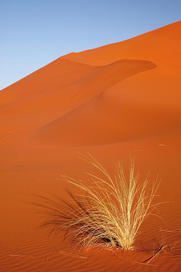 Nature Photograph - Bushmans Grass And Reddish Sand Dune by Jaynes Gallery