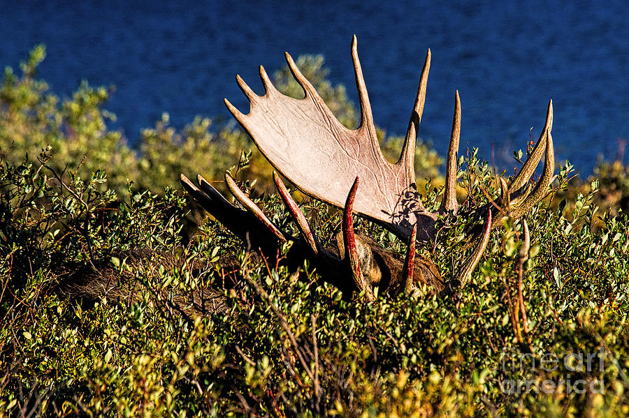 Moose Photograph - Bushmaster  by Jim Garrison