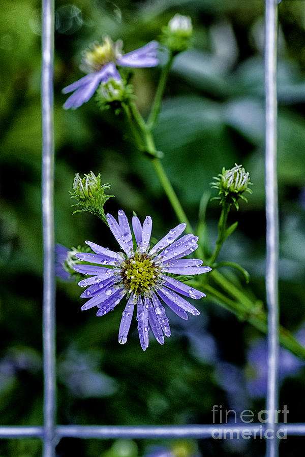 Bushy Aster with Raindrops Photograph by Thomas R Fletcher