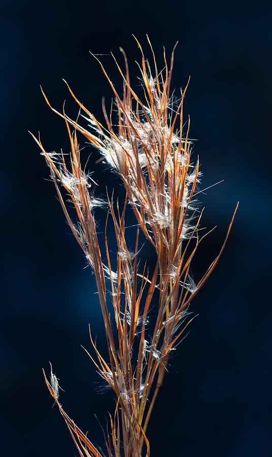 Nature Photograph - Bushy Bluestem Backlit by Steven Schwartzman